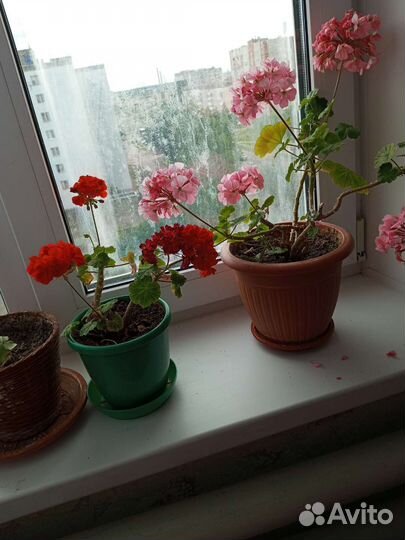 Пеларгония герань