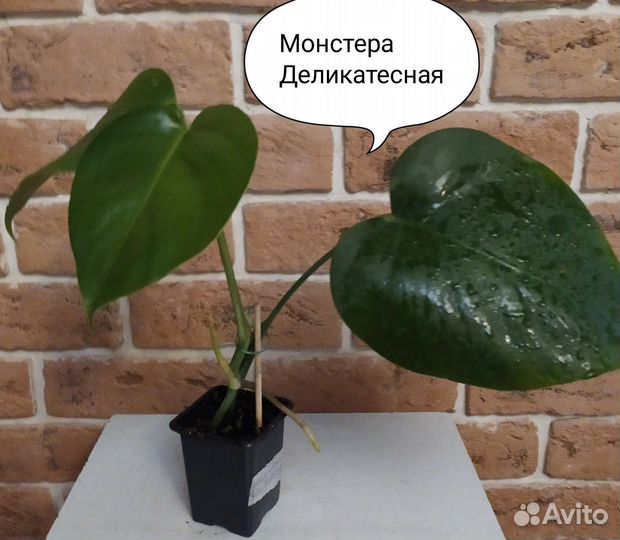 Комнатные цветы/Чайный гриб