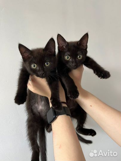 Котятки девченки -чернышки в добрые руки