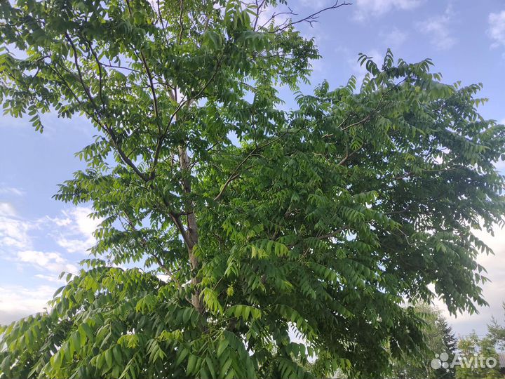 Манчужрский орех саженцы