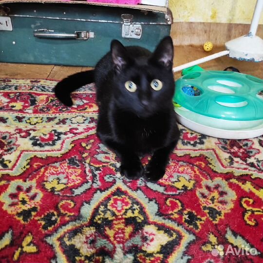 Отдам котика