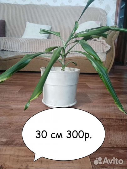 Пальма драцена