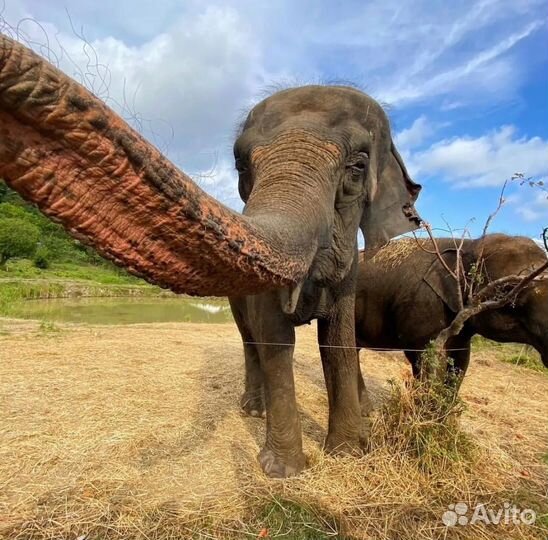 Сафари парк со слонами/Калиновое озеро