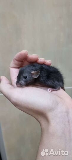 Крысята крысы дамбо рекс хаски