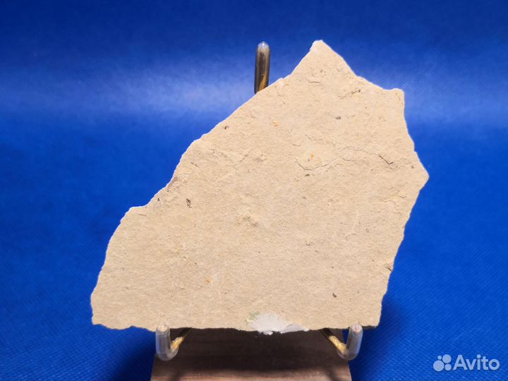 Набор из двух отпечатков лучеперых рыб