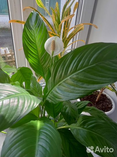 Кротоны,монстера