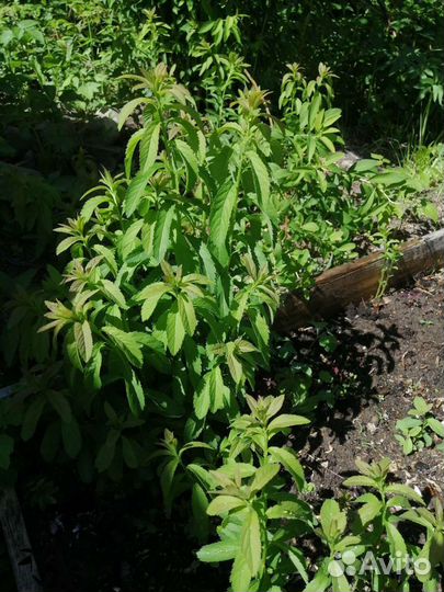 Саженцы спиреи