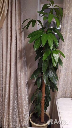 Пальма.Комнатные растения цветы