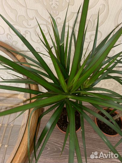 Пальма драцена