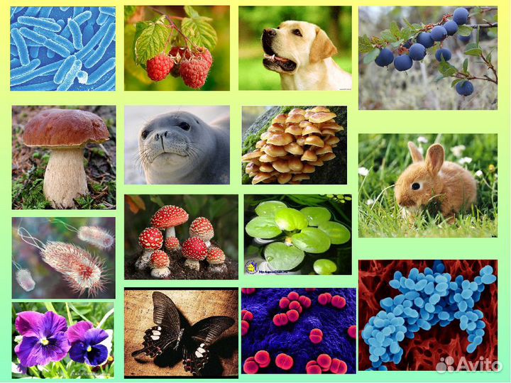 Репетитор по Биологии и Химии