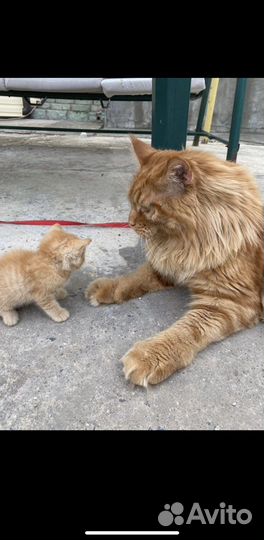 Котятки в добрые руки