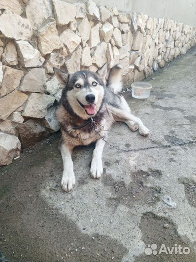 Отдам в добрые руки хаски