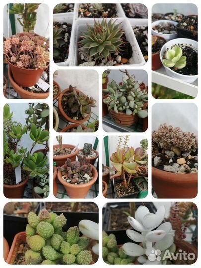 Суккуленты