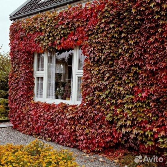 Виноград девичий