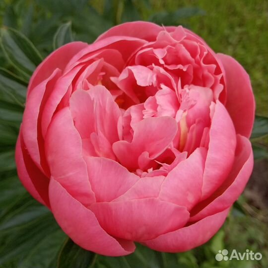 Растения для сада. Пионы. Ито-пионы. Гибриды