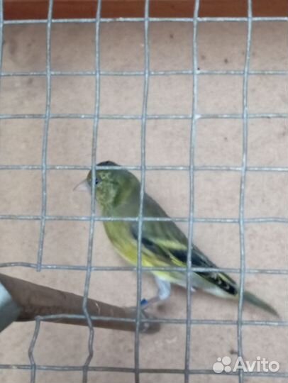 Гибрид щегол и канарейка