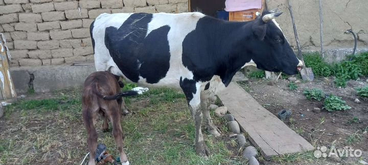 Корова высокоудойная