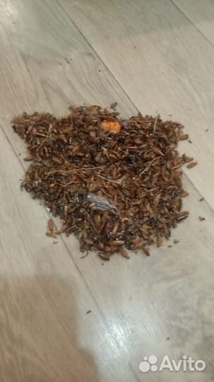 Дезинсекция от клопов тараканов муравьев блох и др