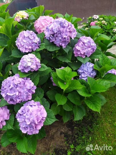 Гортензия крупнолистная саженцы