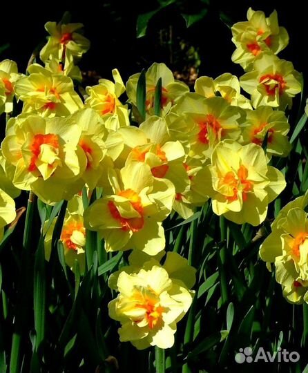 Нарцисс Таити 5 шт