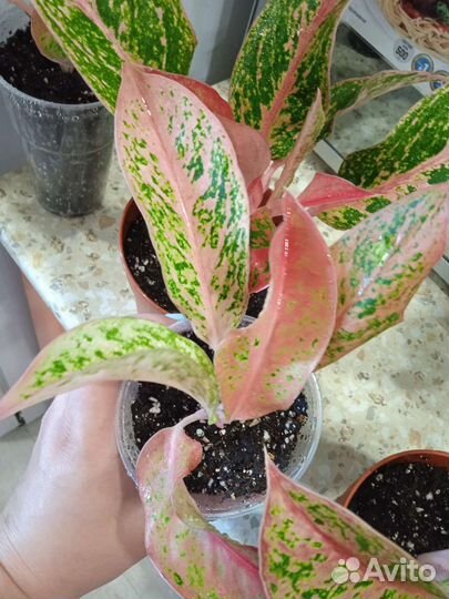 Аглаонема престиж