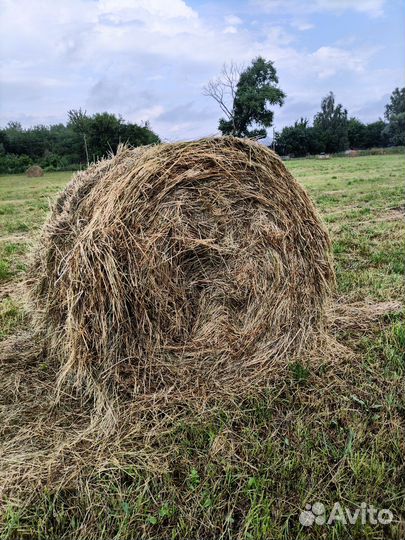 Сено, зерно солома