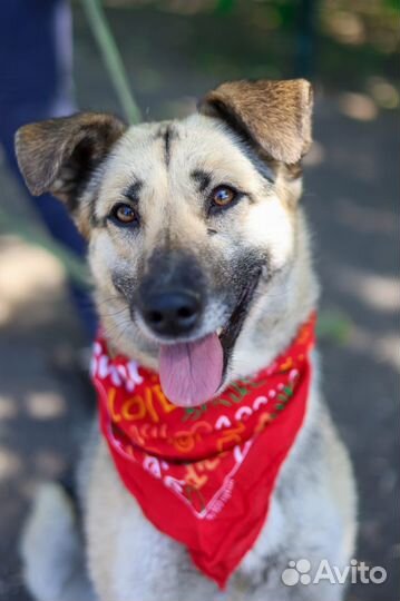 Молодая и добрая собака в поисках дома. Приют