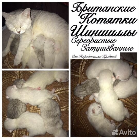 Котята Британцы, Серебристые шиншилла