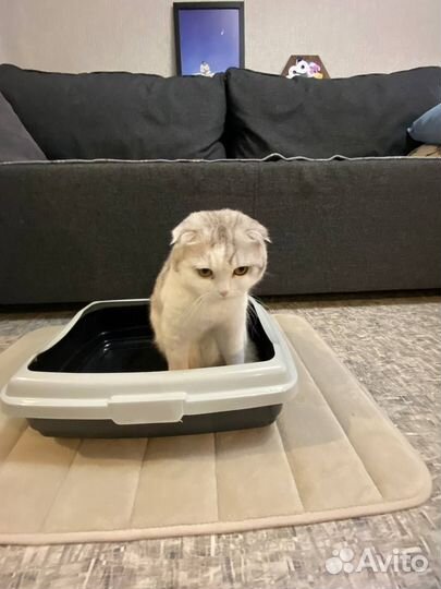 Туалет лоток для кошек и коврик для лотка