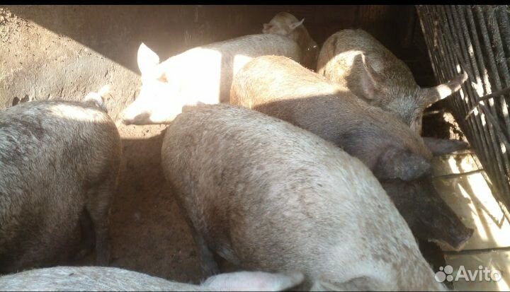 Живые свиньи на мясо