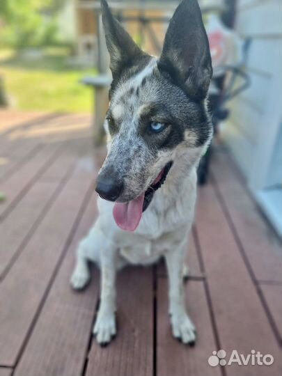 Красотка с разными глазами