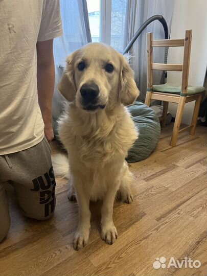 Кобель для вязки Золотистый ретривер