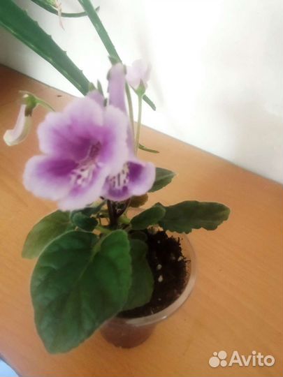 Комнатные растения цветы