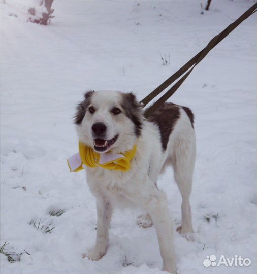 Собаки в дар, шмель