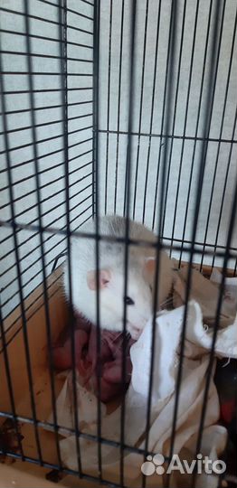 Крысята Дамбо с клеткой окр Хаски