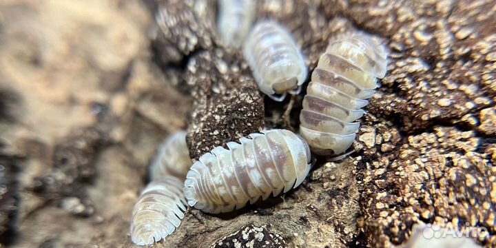 Мокрицы (isopod)