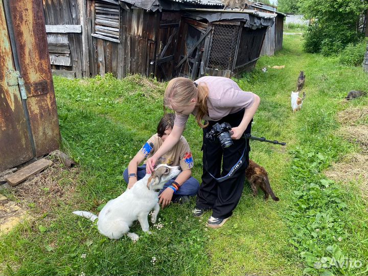 Щенок по кличке Удача в добрые руки