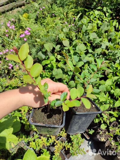 Лагерстремия (индийская сирень)