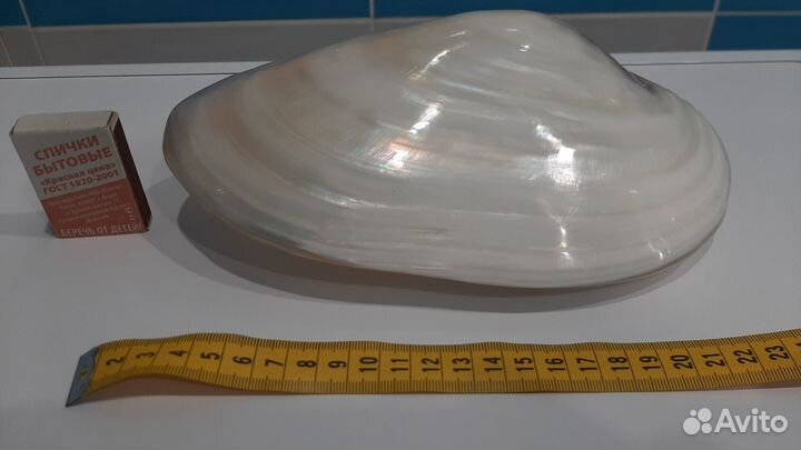 Раковина морская