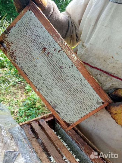 Мёд, перга, прополис