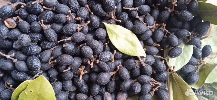 Семена лавра