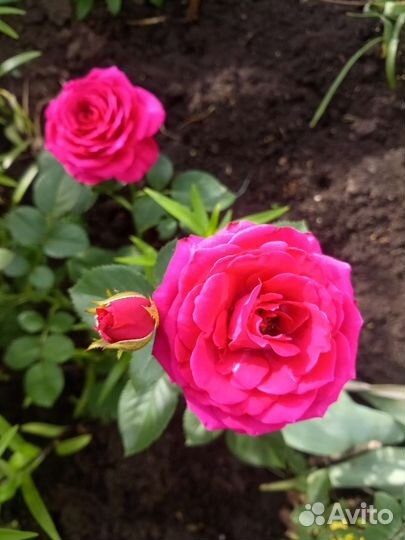 Розы неукрывные 2 летние