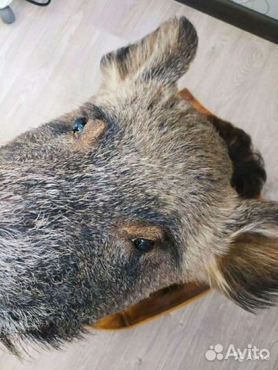 Чучело кабана