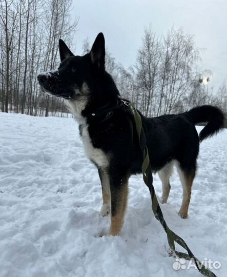 Молодой пес из приюта в поисках дома