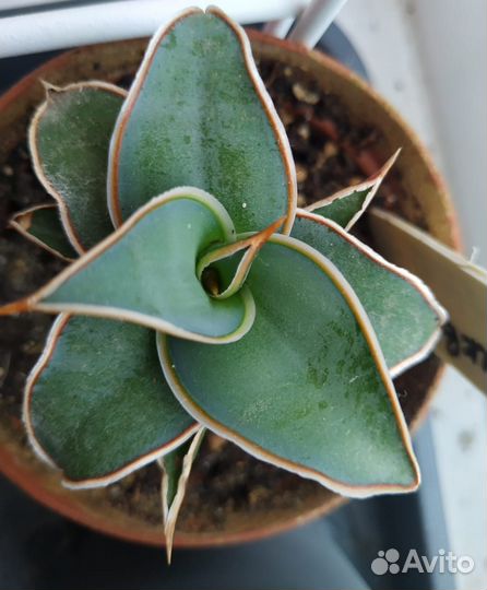 Сансивиерии Пиквикула,хавортии