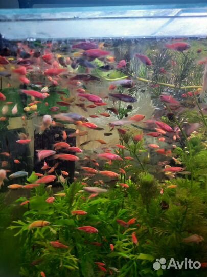Аквариумные рыбки