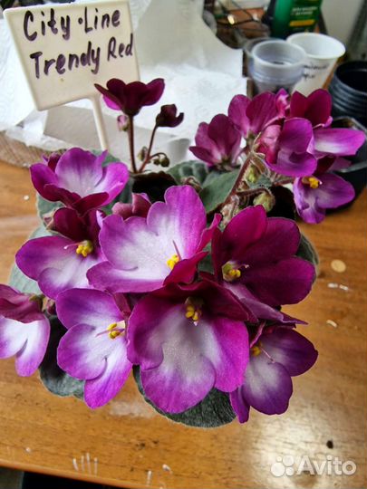 Фиалк сортовые цветущие с названиями сортов