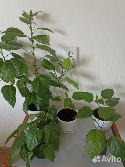 Комнатные цветы