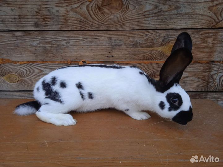 Кролики немецкий пестрый 