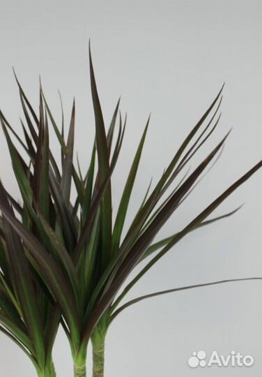 Драцена маргината